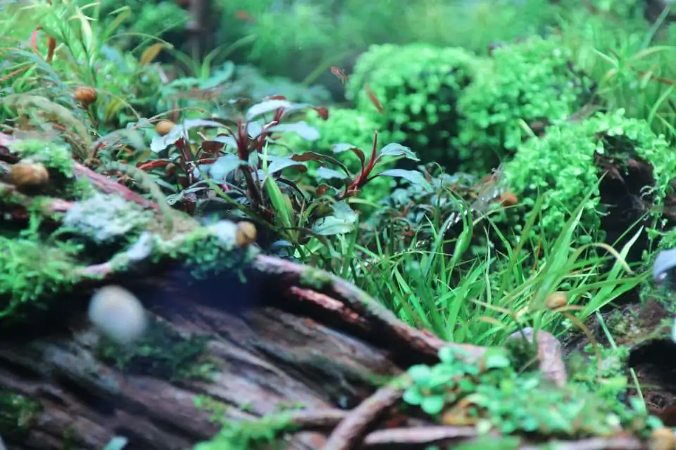 Step by step progression IAPLC 2020 Rank 169 - Blend into the Nature
