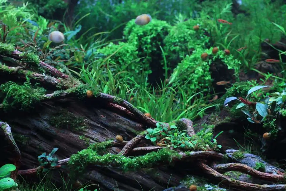 Step by step progression IAPLC 2020 Rank 169 - Blend into the Nature