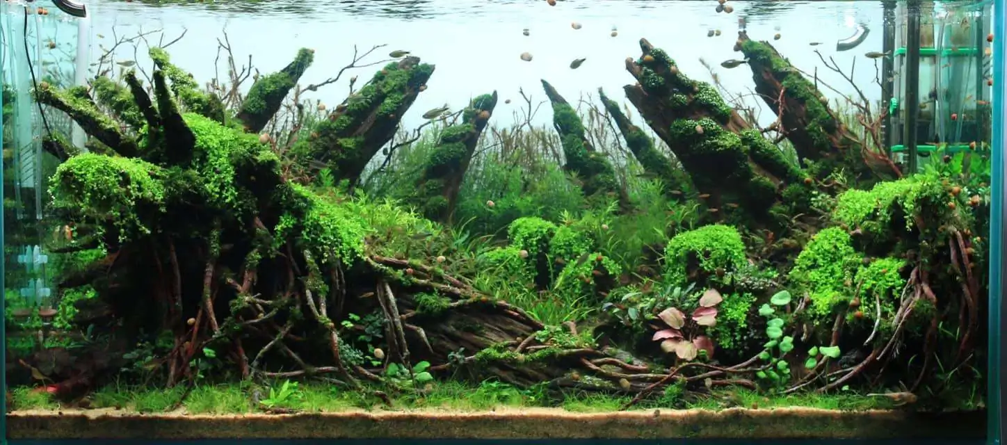 Step by step progression IAPLC 2020 Rank 169 - Blend into the Nature