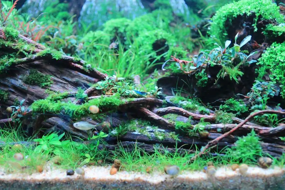 Step by step progression IAPLC 2020 Rank 169 - Blend into the Nature