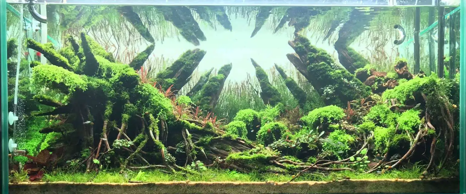 Step by step progression IAPLC 2020 Rank 169 - Blend into the Nature