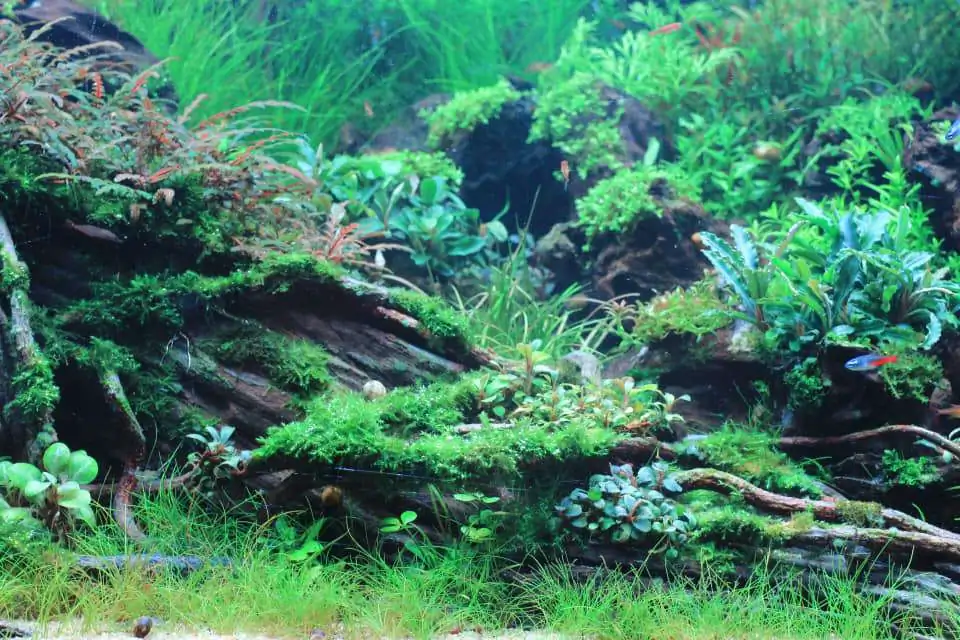 Step by step progression IAPLC 2020 Rank 169 - Blend into the Nature