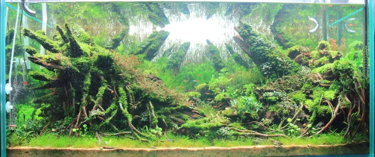 Step by step progression IAPLC 2020 Rank 169 - Blend into the Nature