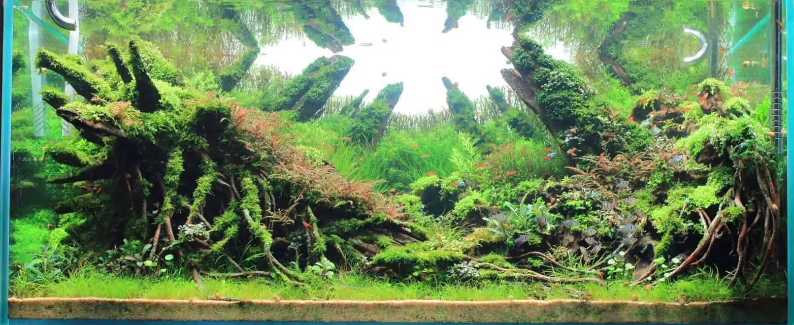 Step by step progression IAPLC 2020 Rank 169 - Blend into the Nature