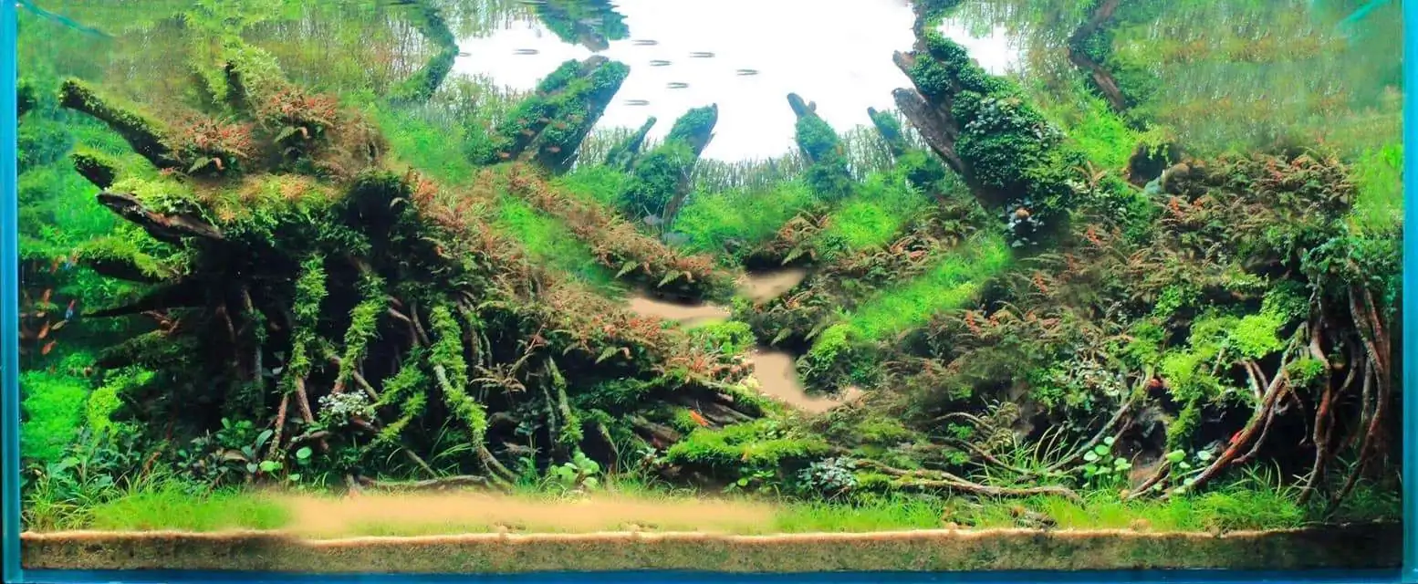 Step by step progression IAPLC 2020 Rank 169 - Blend into the Nature