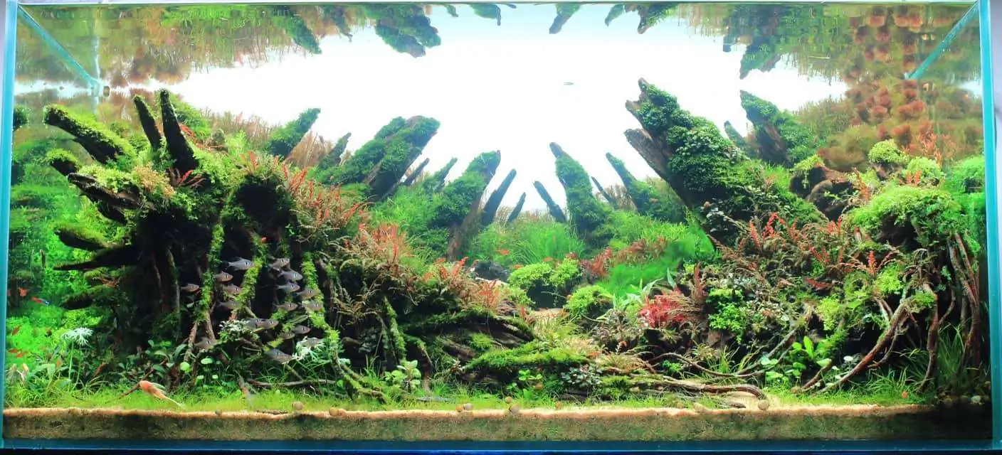 Step by step progression IAPLC 2020 Rank 169 - Blend into the Nature