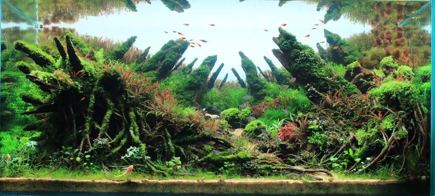 Step by step progression IAPLC 2020 Rank 169 - Blend into the Nature