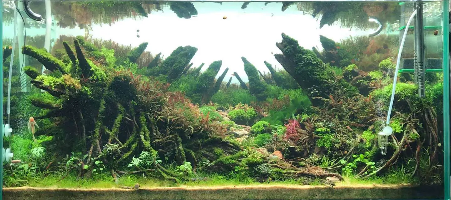 Step by step progression IAPLC 2020 Rank 169 - Blend into the Nature