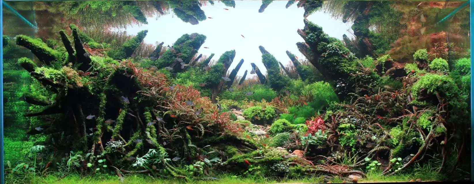 Step by step progression IAPLC 2020 Rank 169 - Blend into the Nature