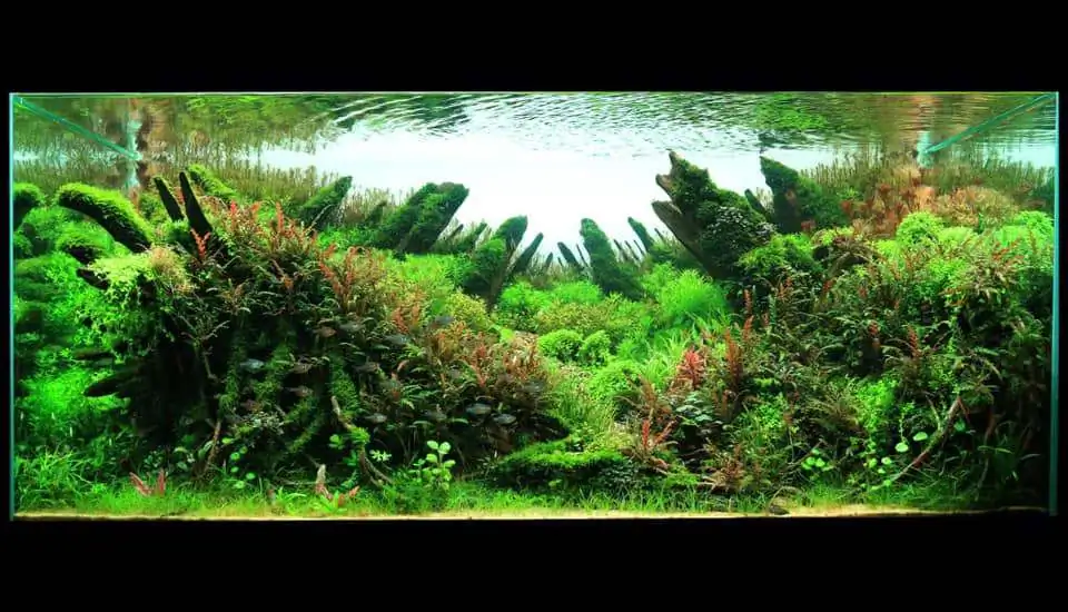 Step by step progression IAPLC 2020 Rank 169 - Blend into the Nature