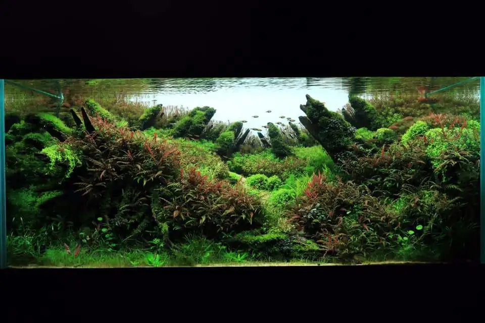 Step by step progression IAPLC 2020 Rank 169 - Blend into the Nature