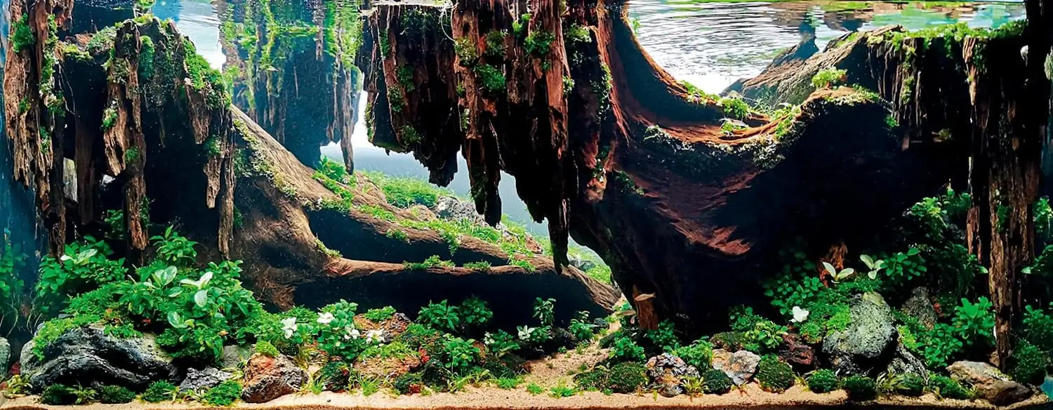 How to make nature aquarium - IAPLC 2020 Rank 1 - Eden 