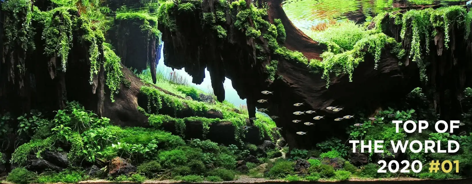 How to make nature aquarium - IAPLC 2020 Rank 1 - Eden 