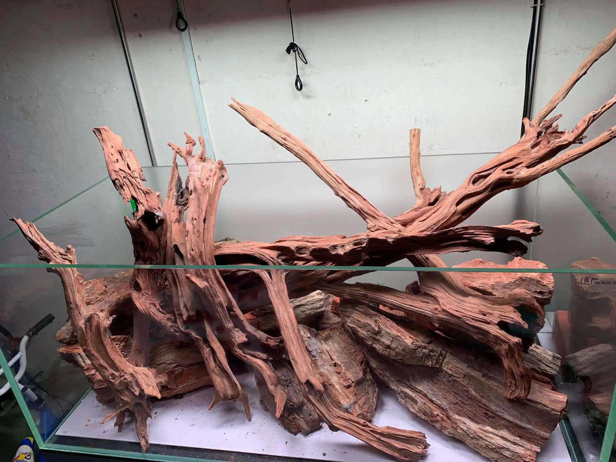 Step by step progression IAPLC 2020 Rank 107 - Wild Sound