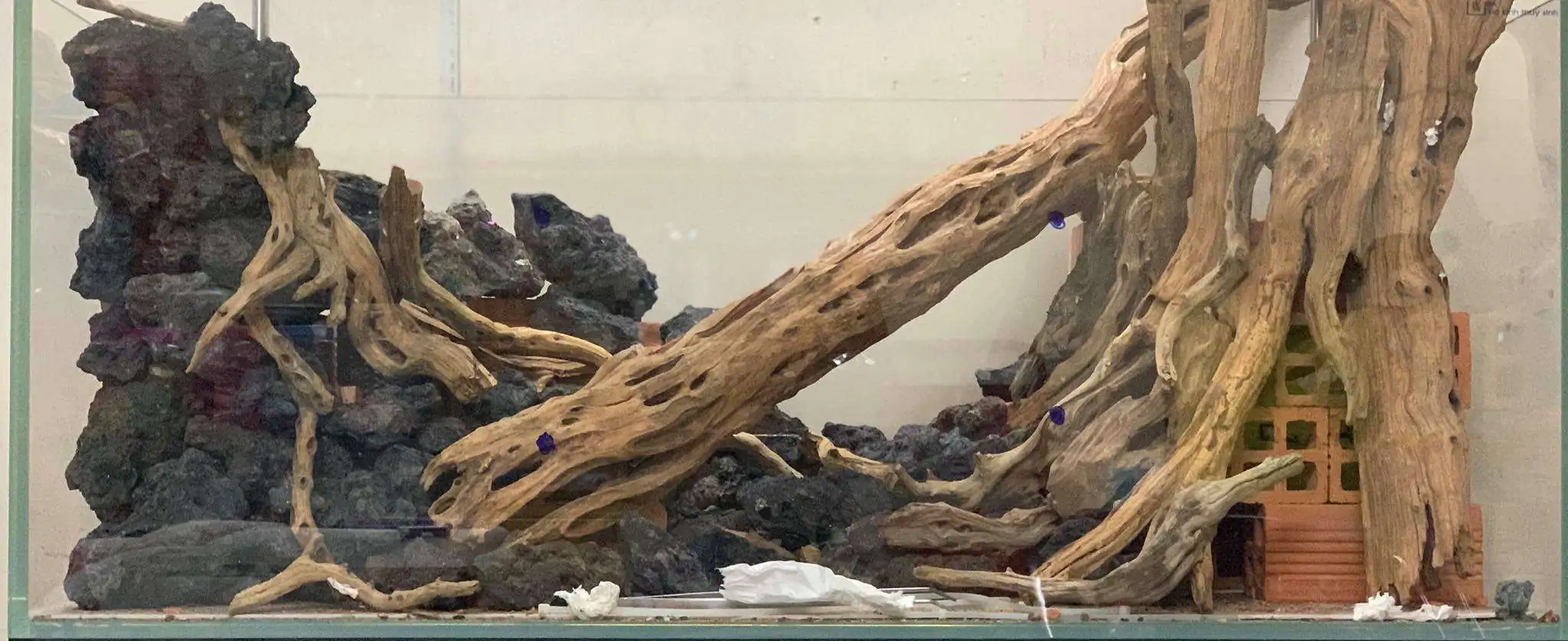 Step by step progression IAPLC 2020 Rank 107 - Wild Sound