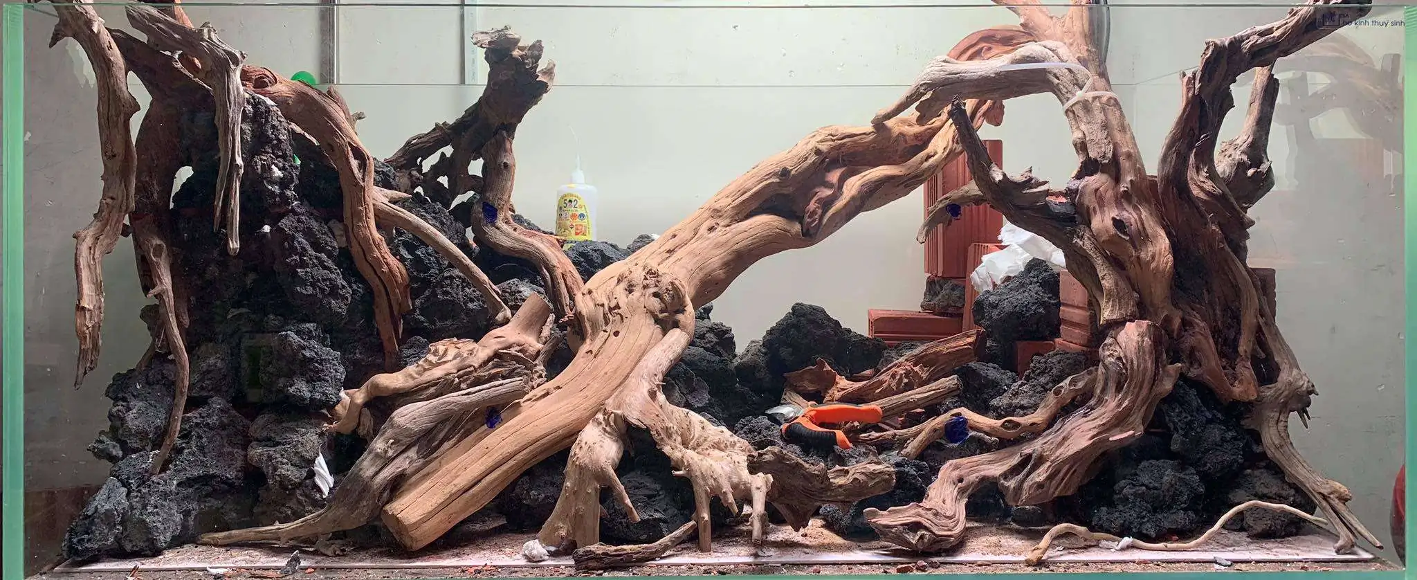 Step by step progression IAPLC 2020 Rank 107 - Wild Sound