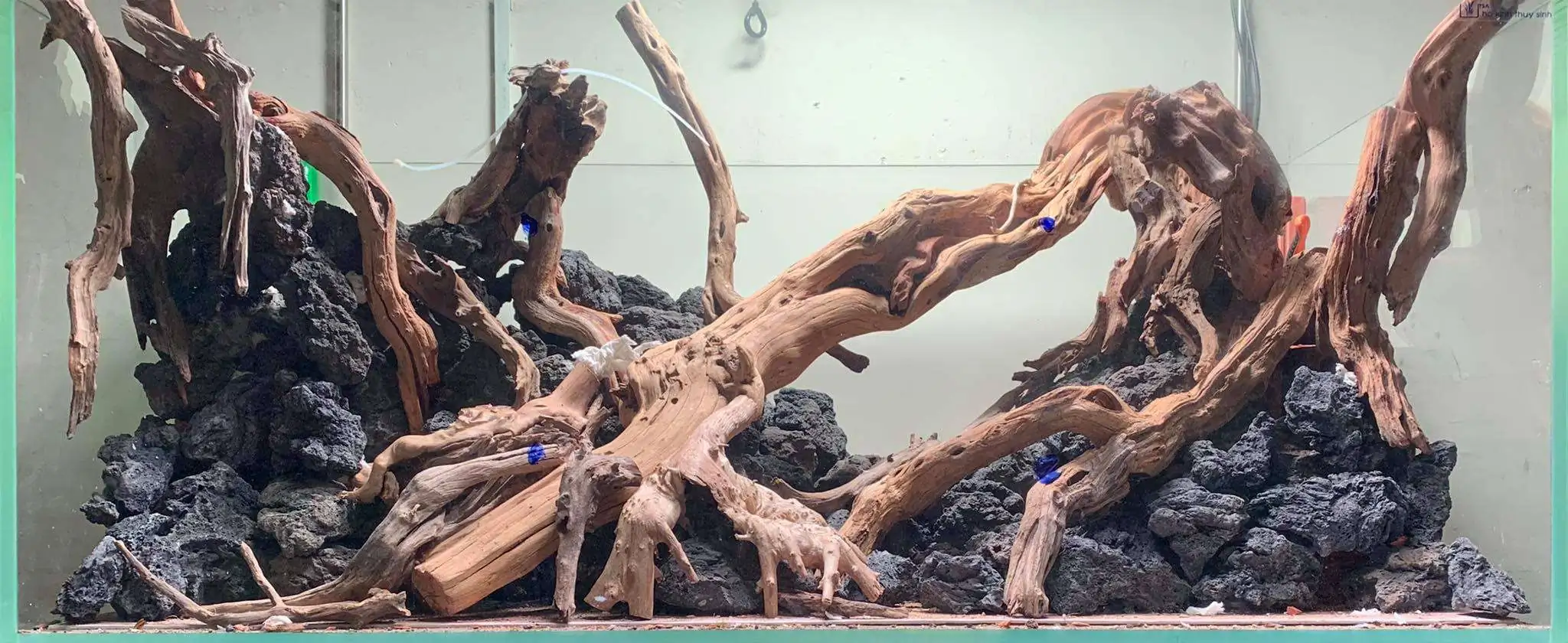 Step by step progression IAPLC 2020 Rank 107 - Wild Sound