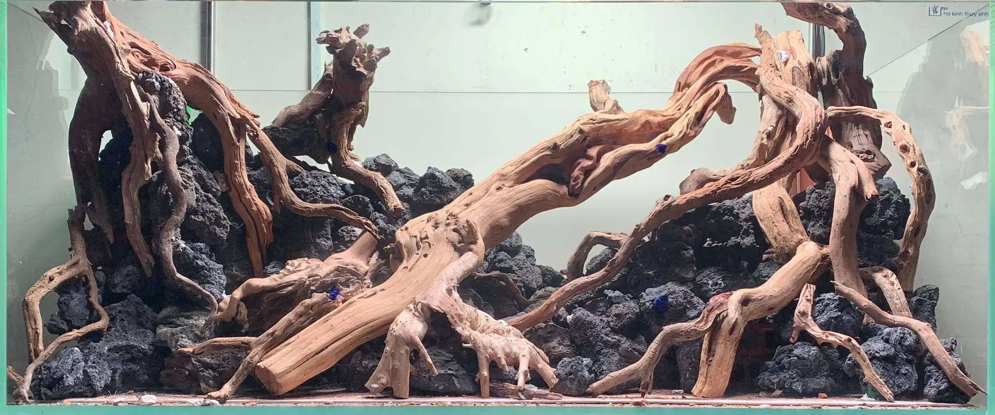 Step by step progression IAPLC 2020 Rank 107 - Wild Sound