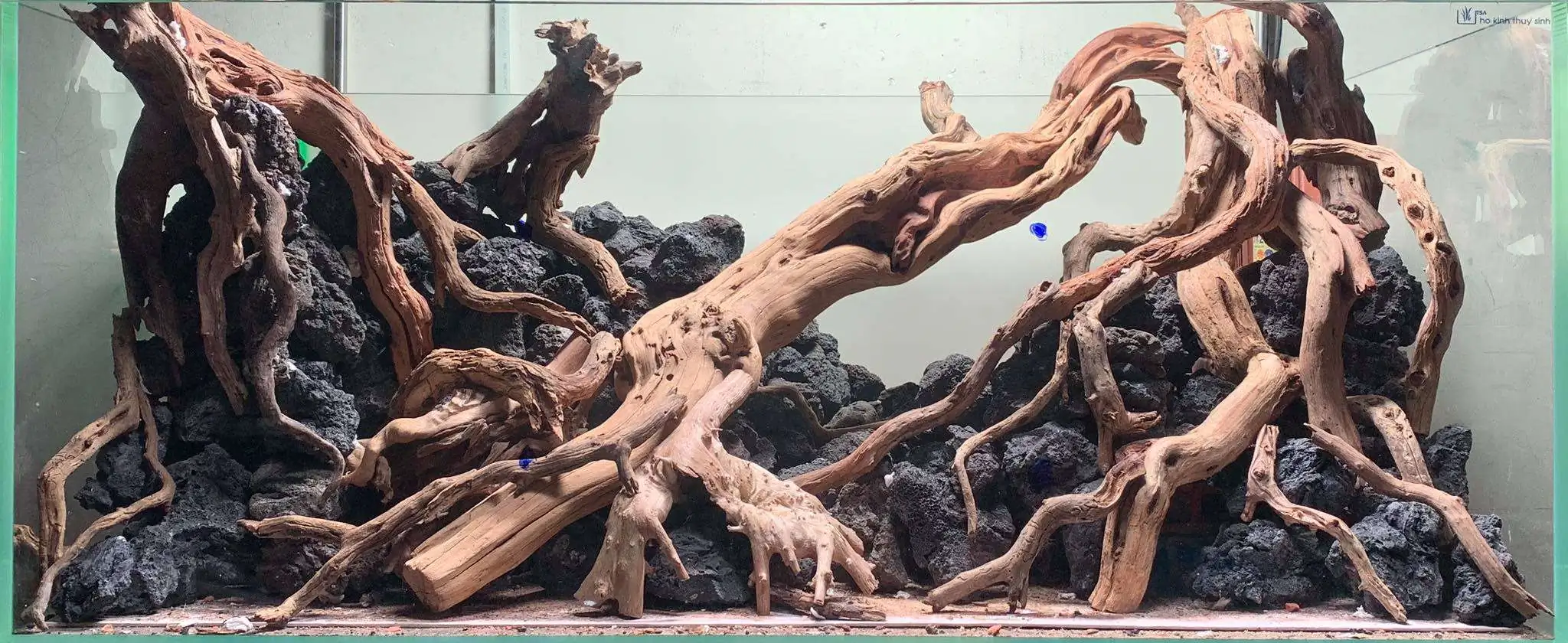 Step by step progression IAPLC 2020 Rank 107 - Wild Sound