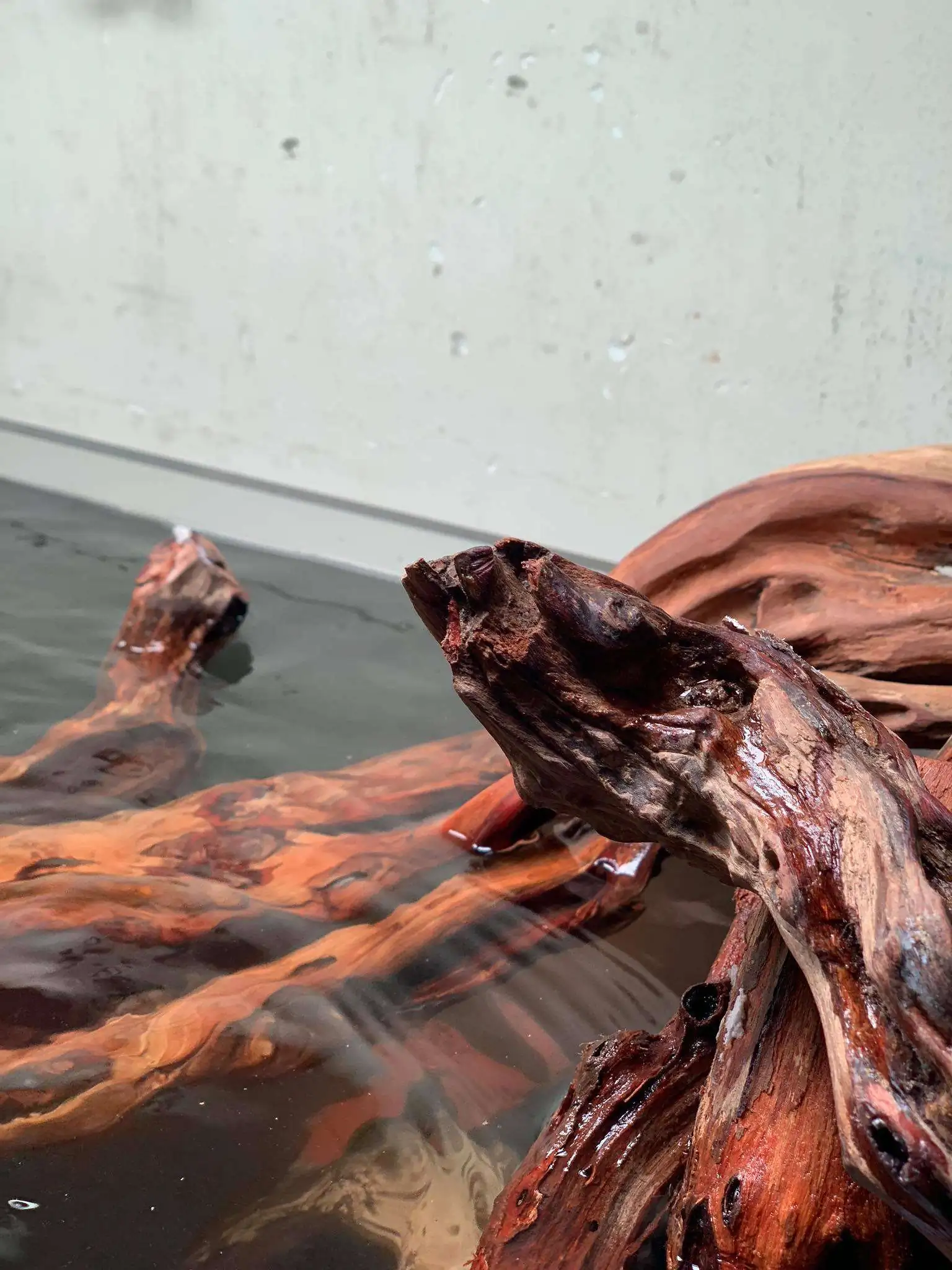 Step by step progression IAPLC 2020 Rank 107 - Wild Sound