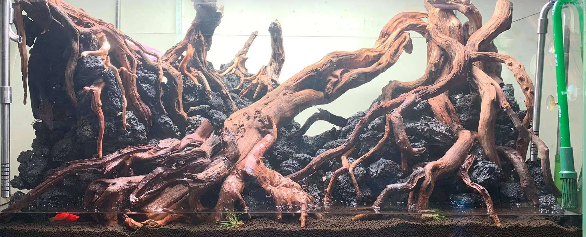 Step by step progression IAPLC 2020 Rank 107 - Wild Sound