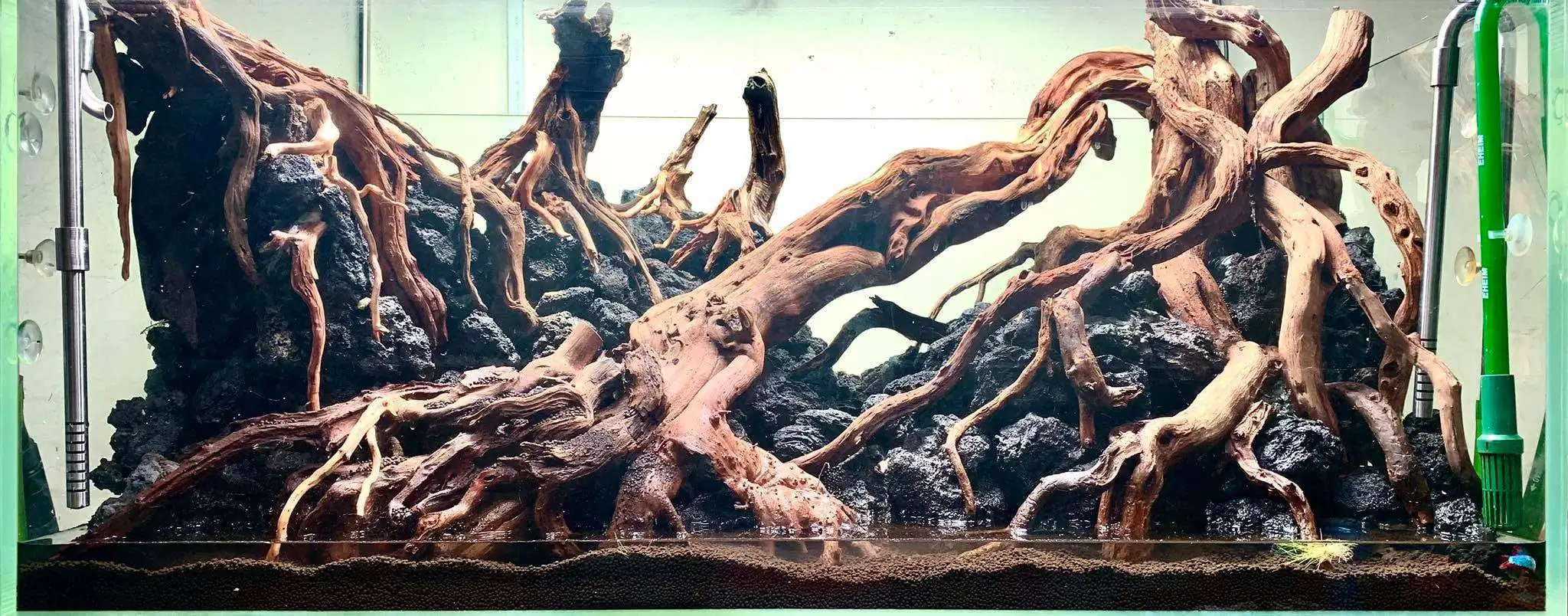 Step by step progression IAPLC 2020 Rank 107 - Wild Sound