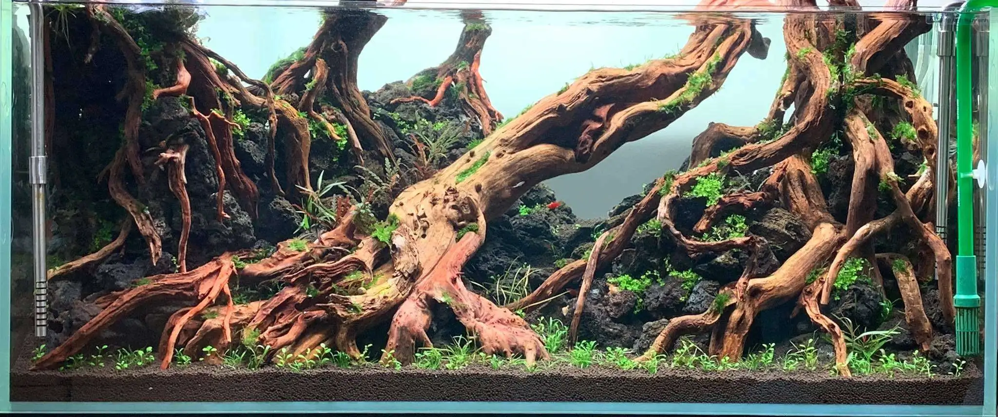 Step by step progression IAPLC 2020 Rank 107 - Wild Sound