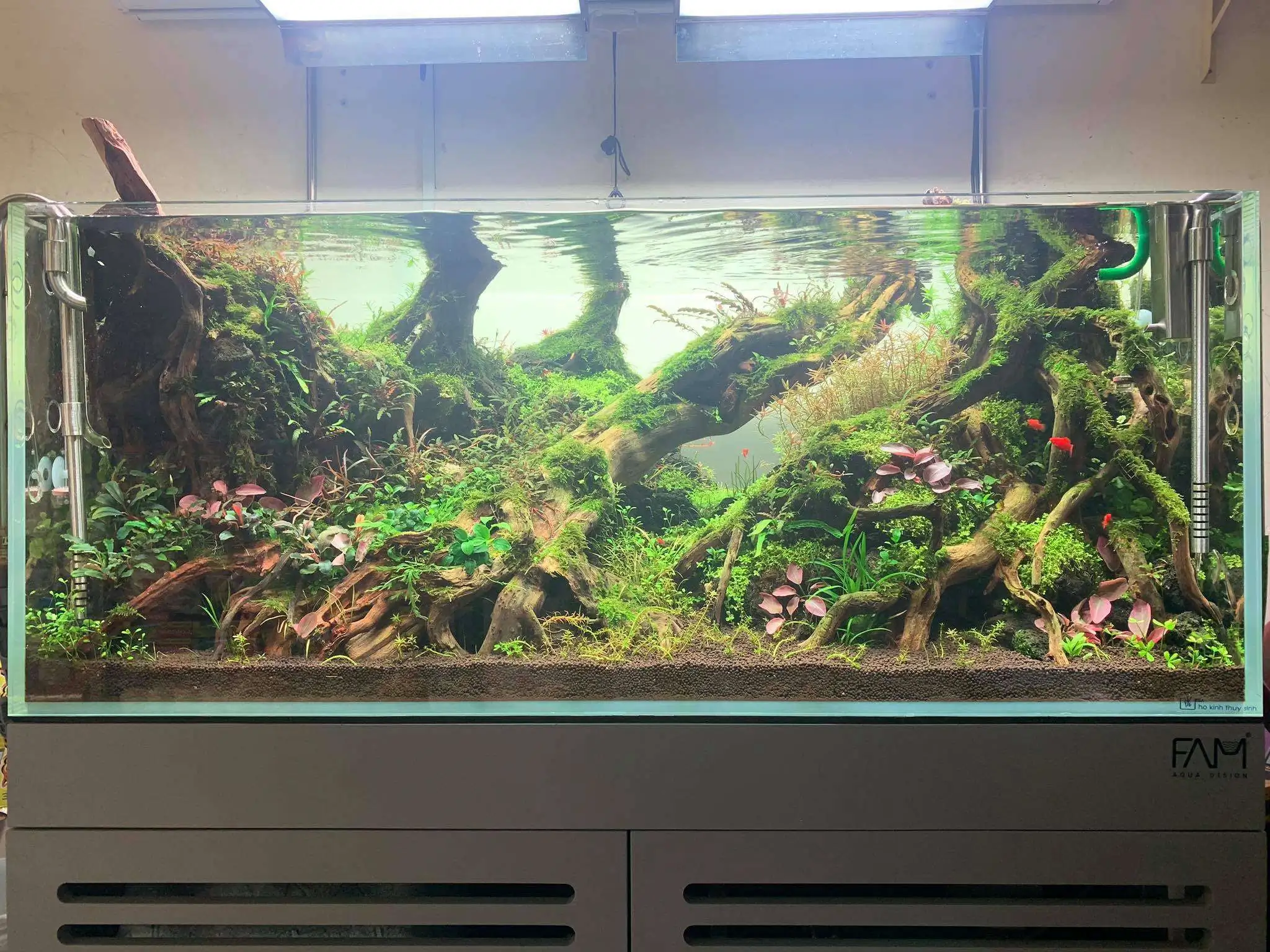 Step by step progression IAPLC 2020 Rank 107 - Wild Sound