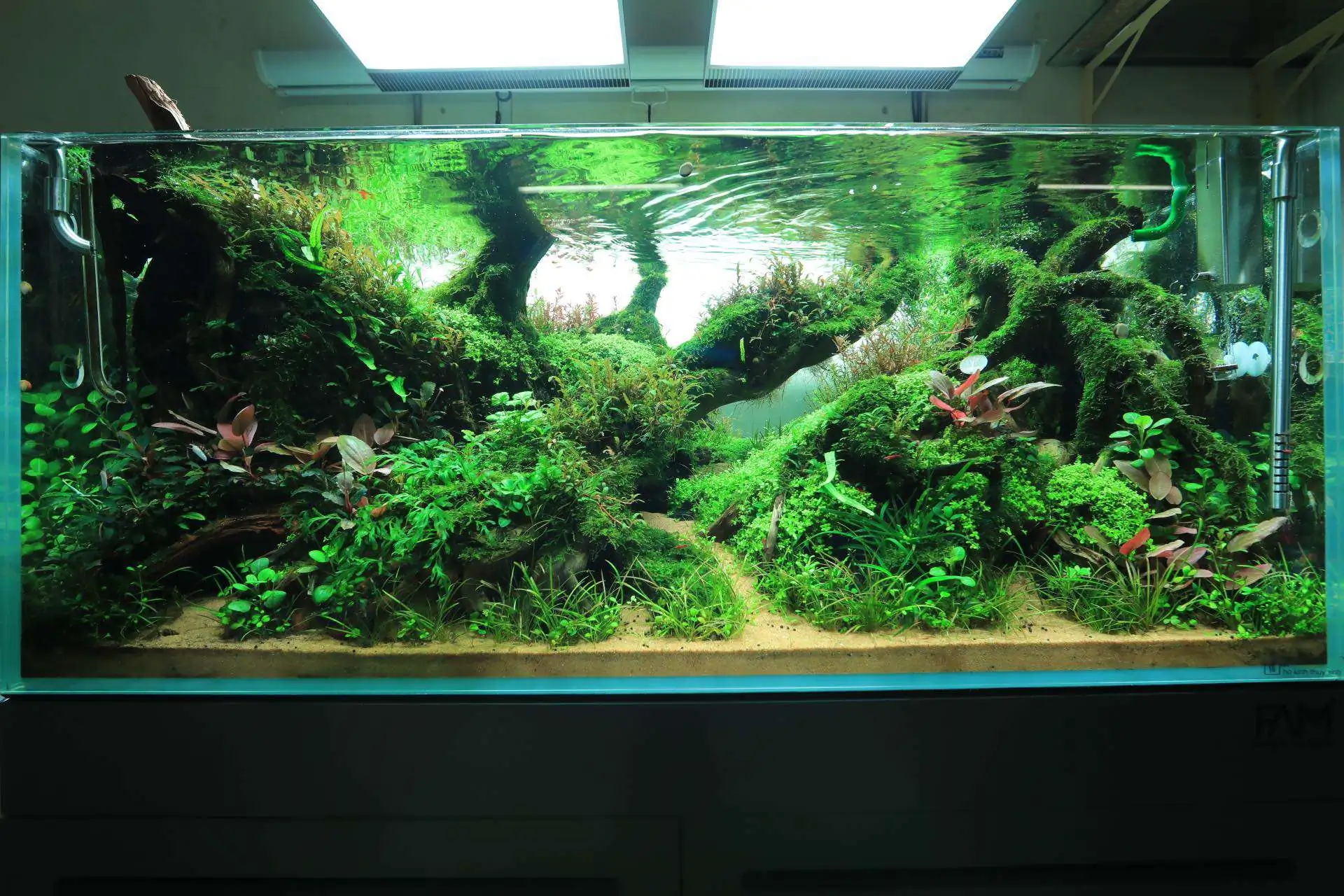 Step by step progression IAPLC 2020 Rank 107 - Wild Sound