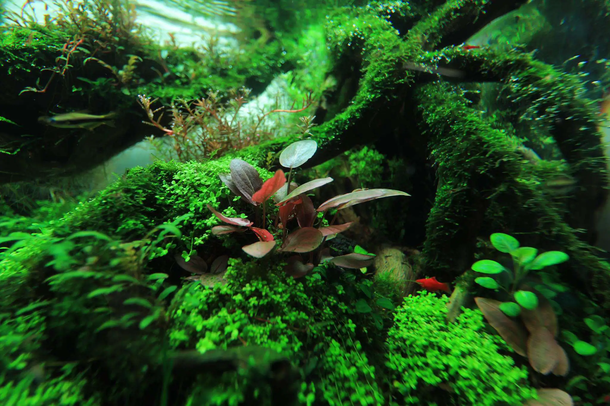 Step by step progression IAPLC 2020 Rank 107 - Wild Sound