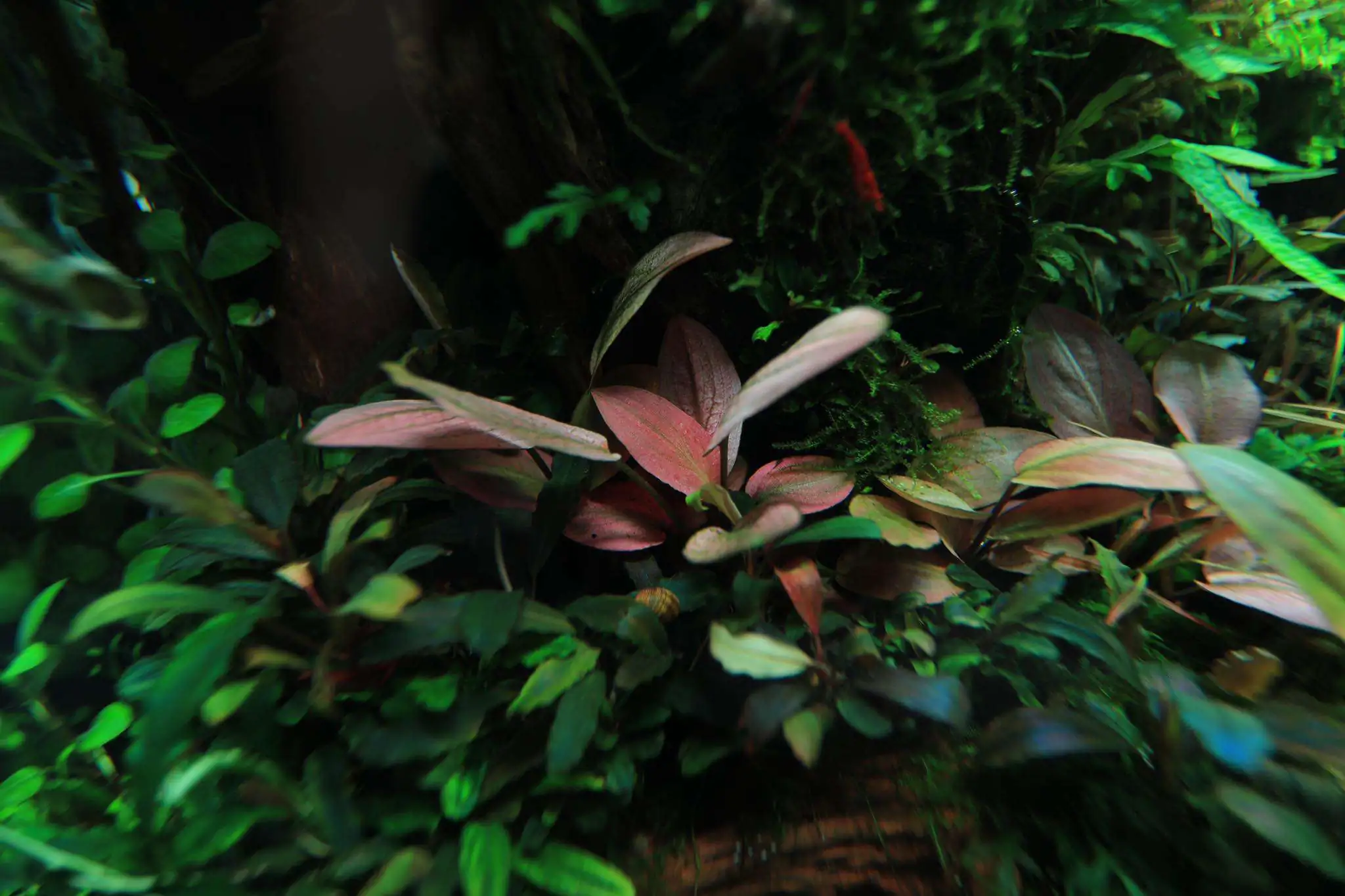 Step by step progression IAPLC 2020 Rank 107 - Wild Sound