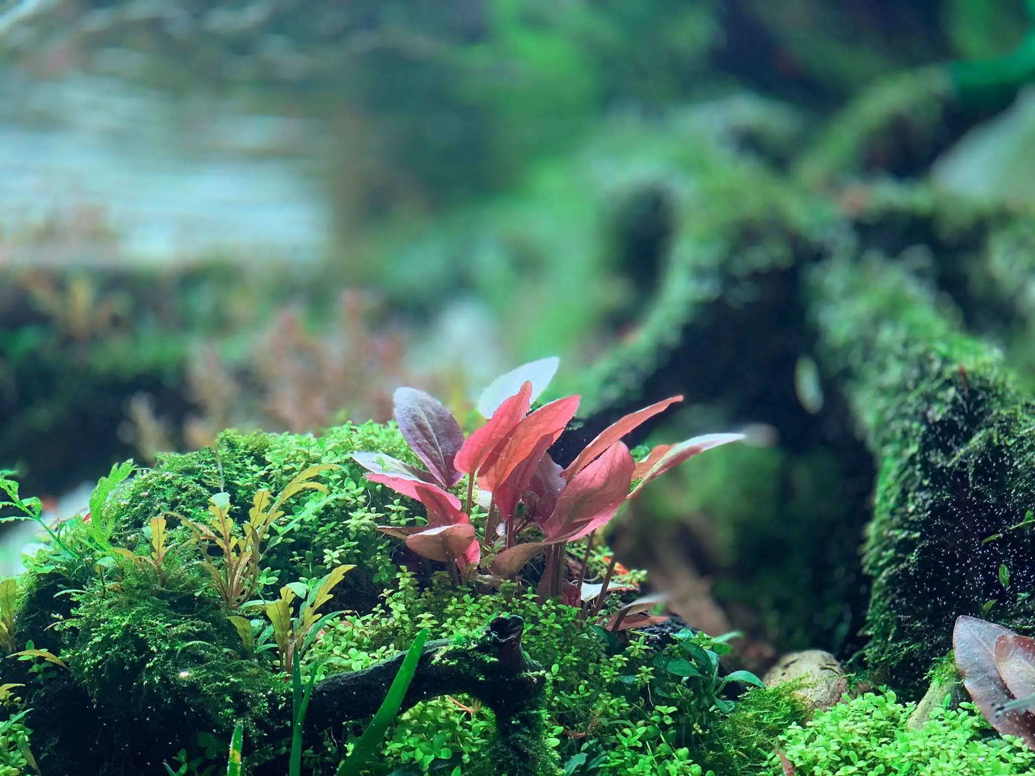 Step by step progression IAPLC 2020 Rank 107 - Wild Sound