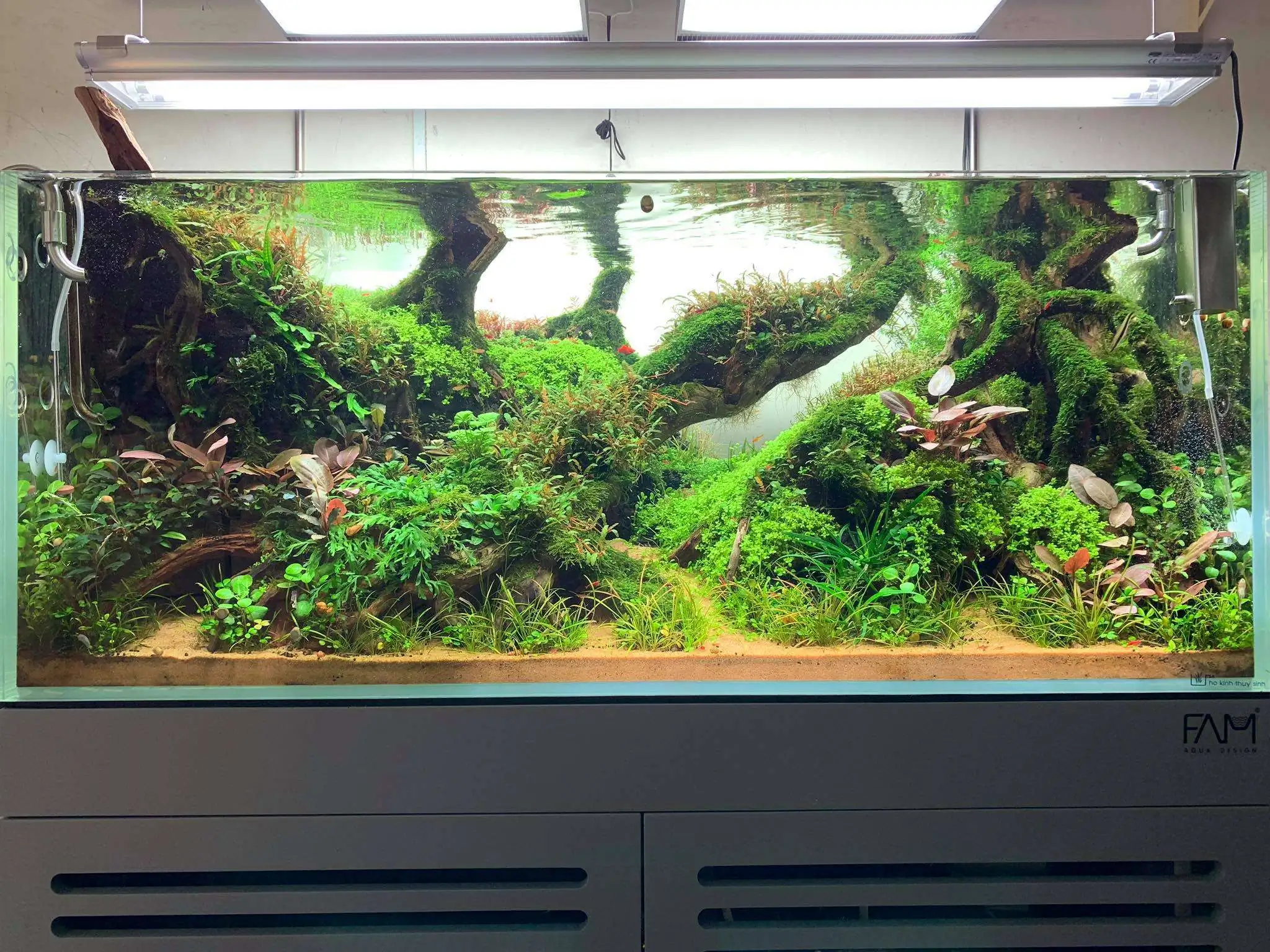 Step by step progression IAPLC 2020 Rank 107 - Wild Sound