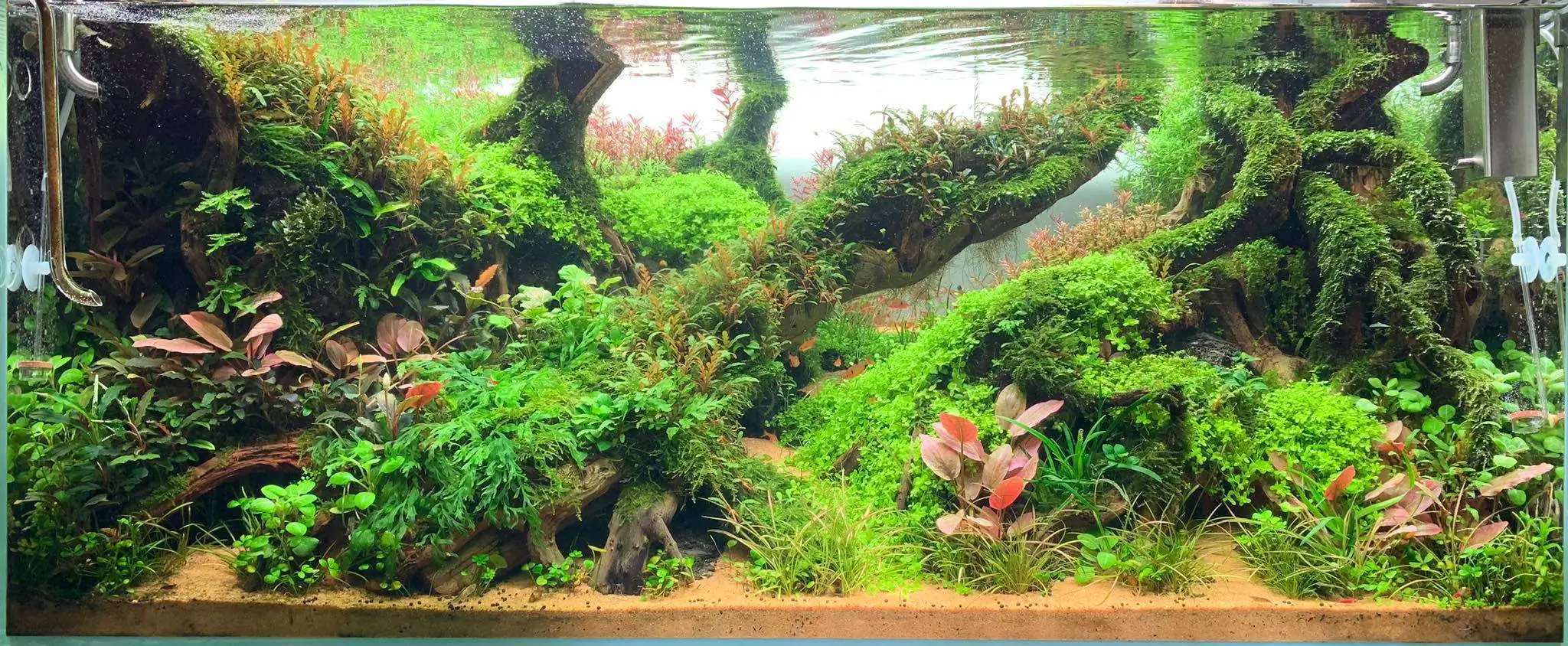 Step by step progression IAPLC 2020 Rank 107 - Wild Sound