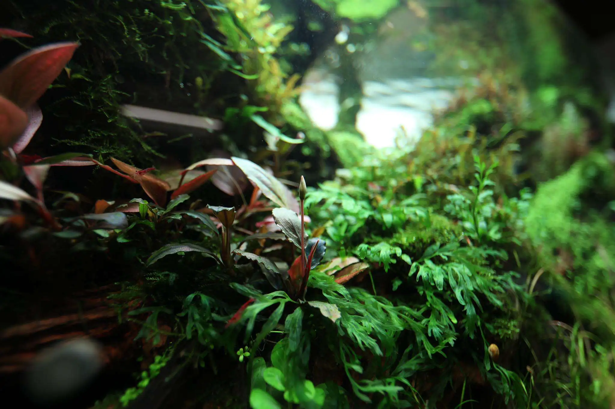 Step by step progression IAPLC 2020 Rank 107 - Wild Sound