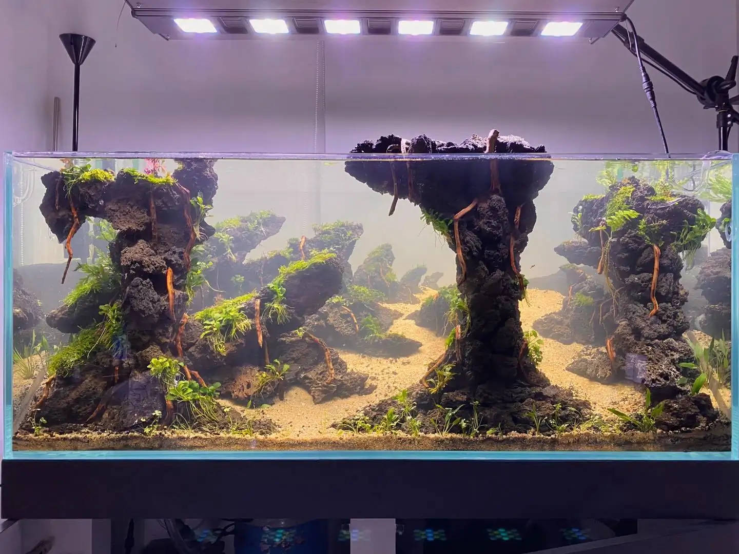 How to make nature aquarium - IAPLC 2021 Rank 120 - Imaginarium