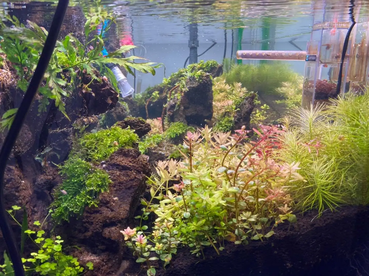 How to make nature aquarium - IAPLC 2021 Rank 120 - Imaginarium