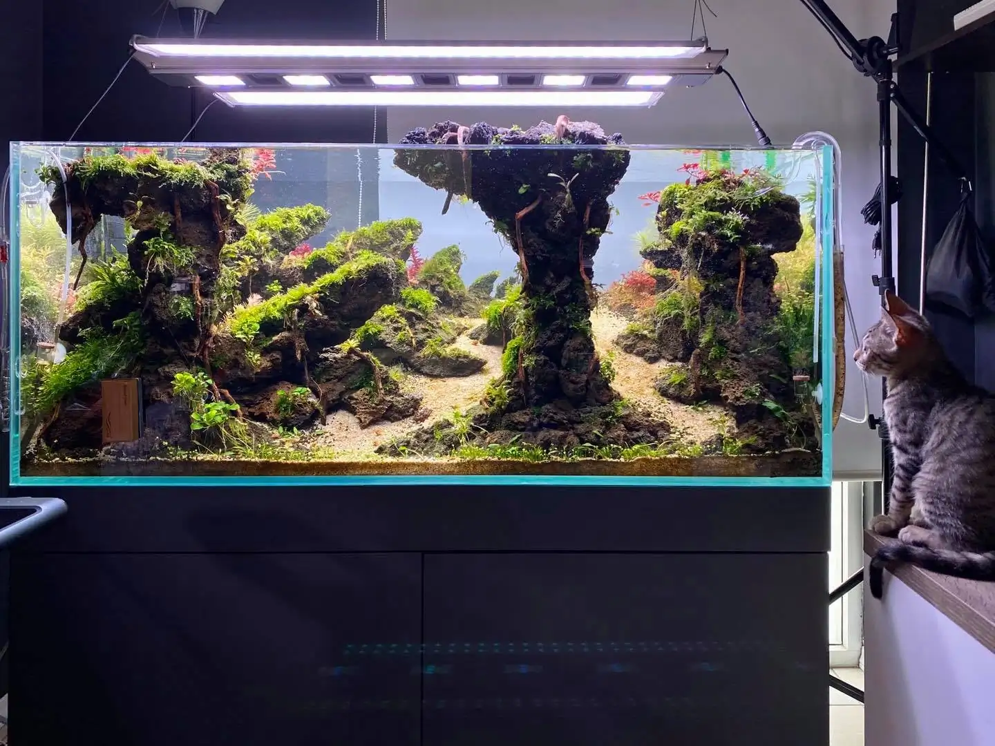How to make nature aquarium - IAPLC 2021 Rank 120 - Imaginarium