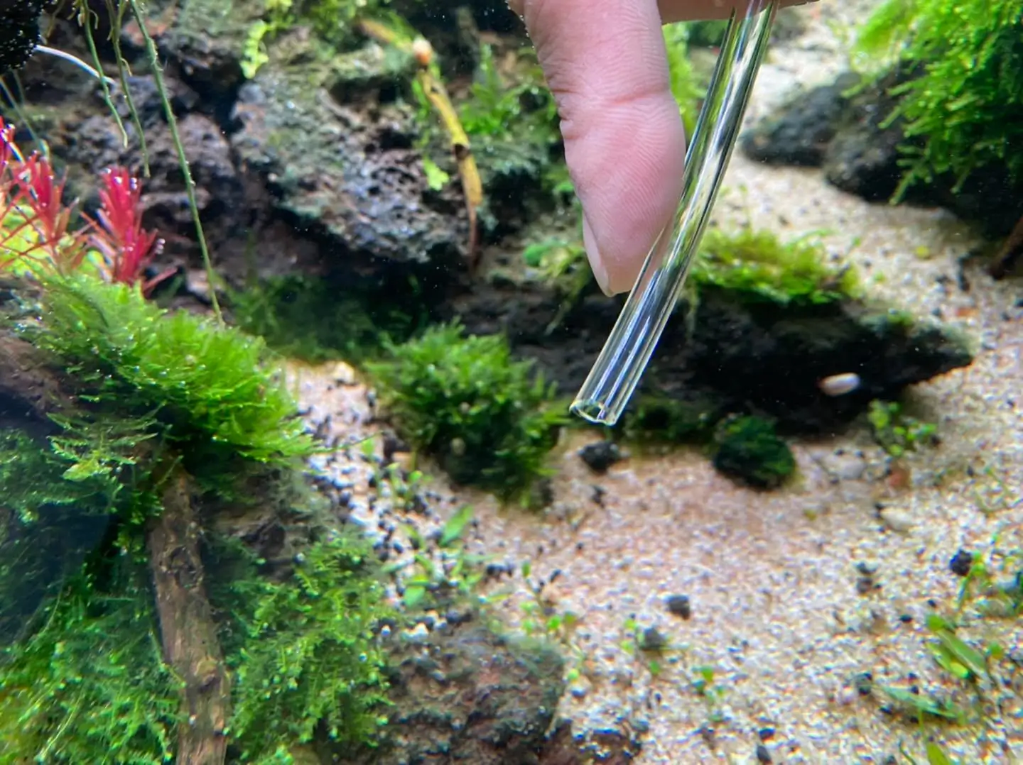 How to make nature aquarium - IAPLC 2021 Rank 120 - Imaginarium
