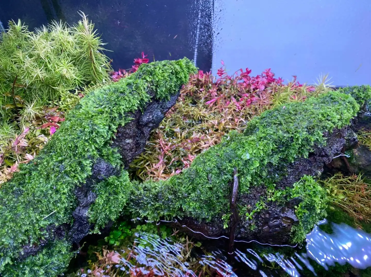 How to make nature aquarium - IAPLC 2021 Rank 120 - Imaginarium