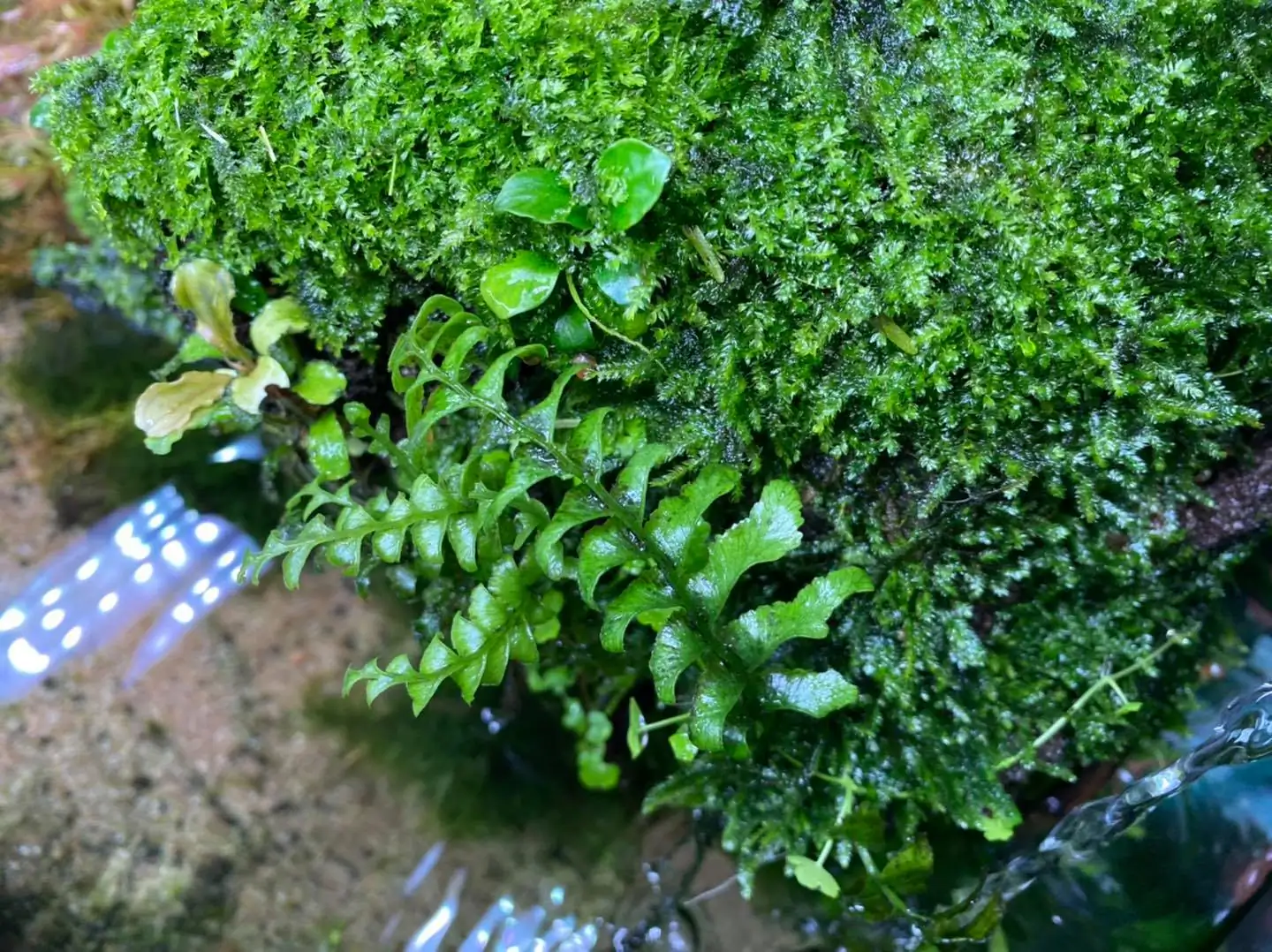 How to make nature aquarium - IAPLC 2021 Rank 120 - Imaginarium