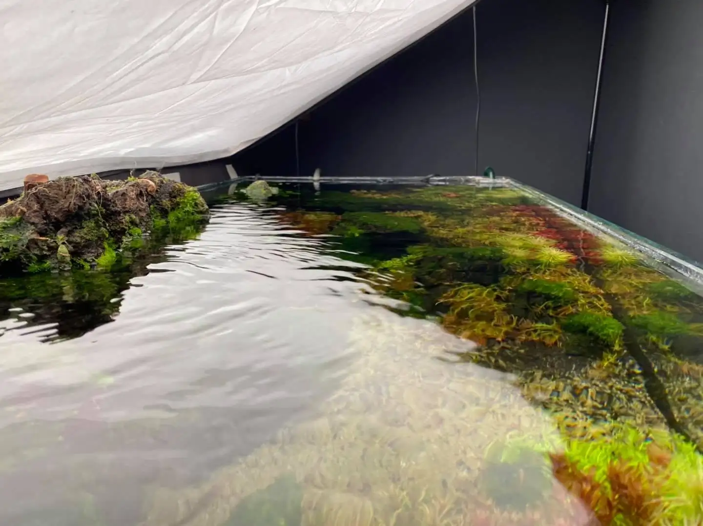 How to make nature aquarium - IAPLC 2021 Rank 120 - Imaginarium