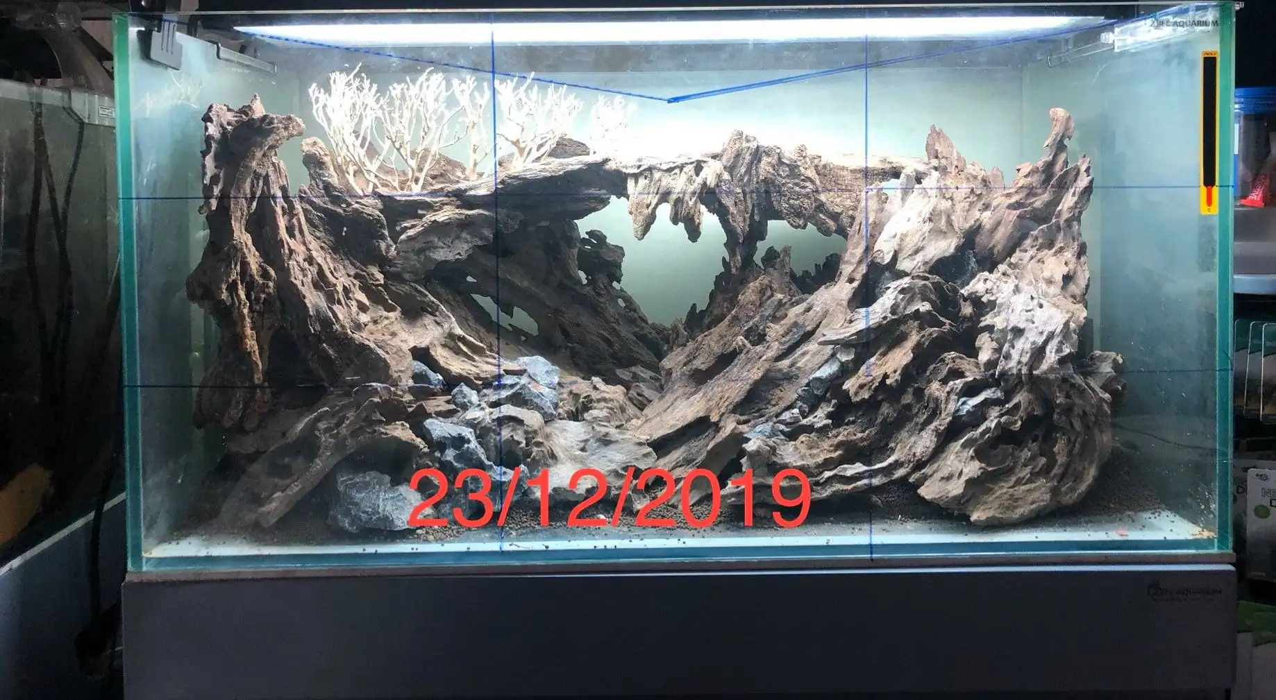 Step by step progression IAPLC 2020 Rank 135 - Living to nature