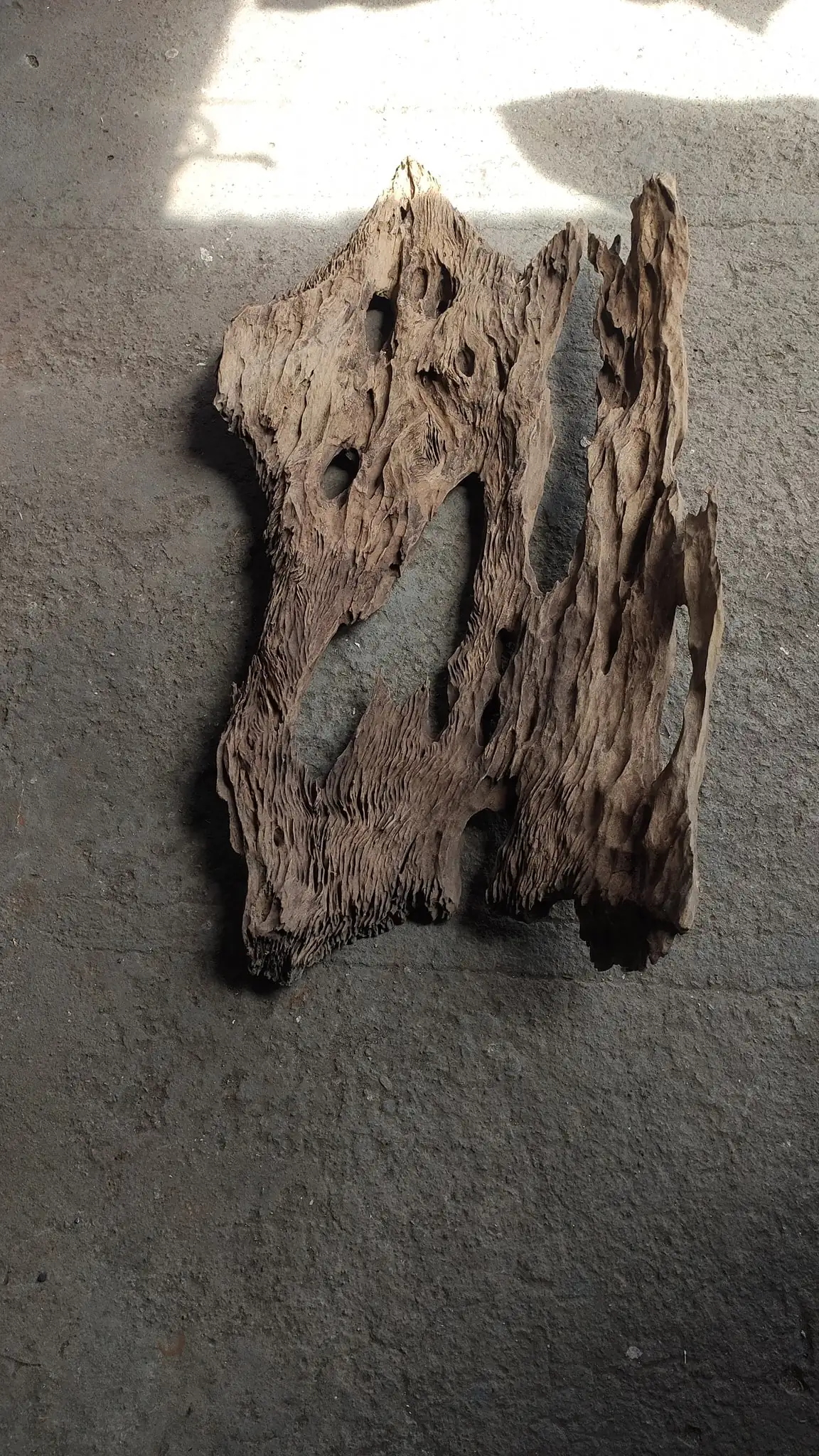 How to make a nature aquarium ranked 161th in the world - IAPLC 2020 - Ancient stump How to make a nature aquarium ranked 161th in the world - IAPLC 2020 - Ancient stump