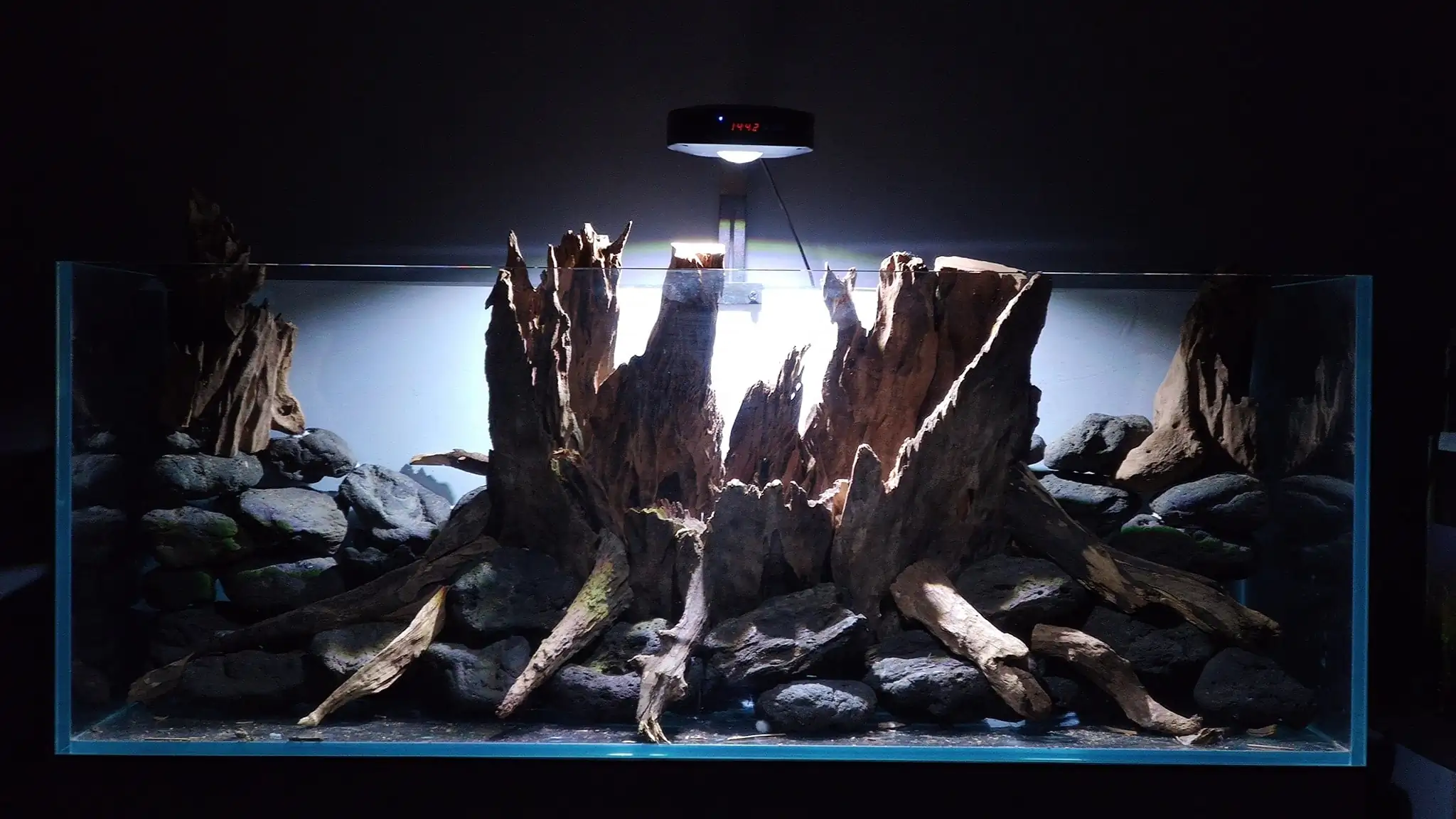 How to make a nature aquarium ranked 161th in the world - IAPLC 2020 - Ancient stump How to make a nature aquarium ranked 161th in the world - IAPLC 2020 - Ancient stump