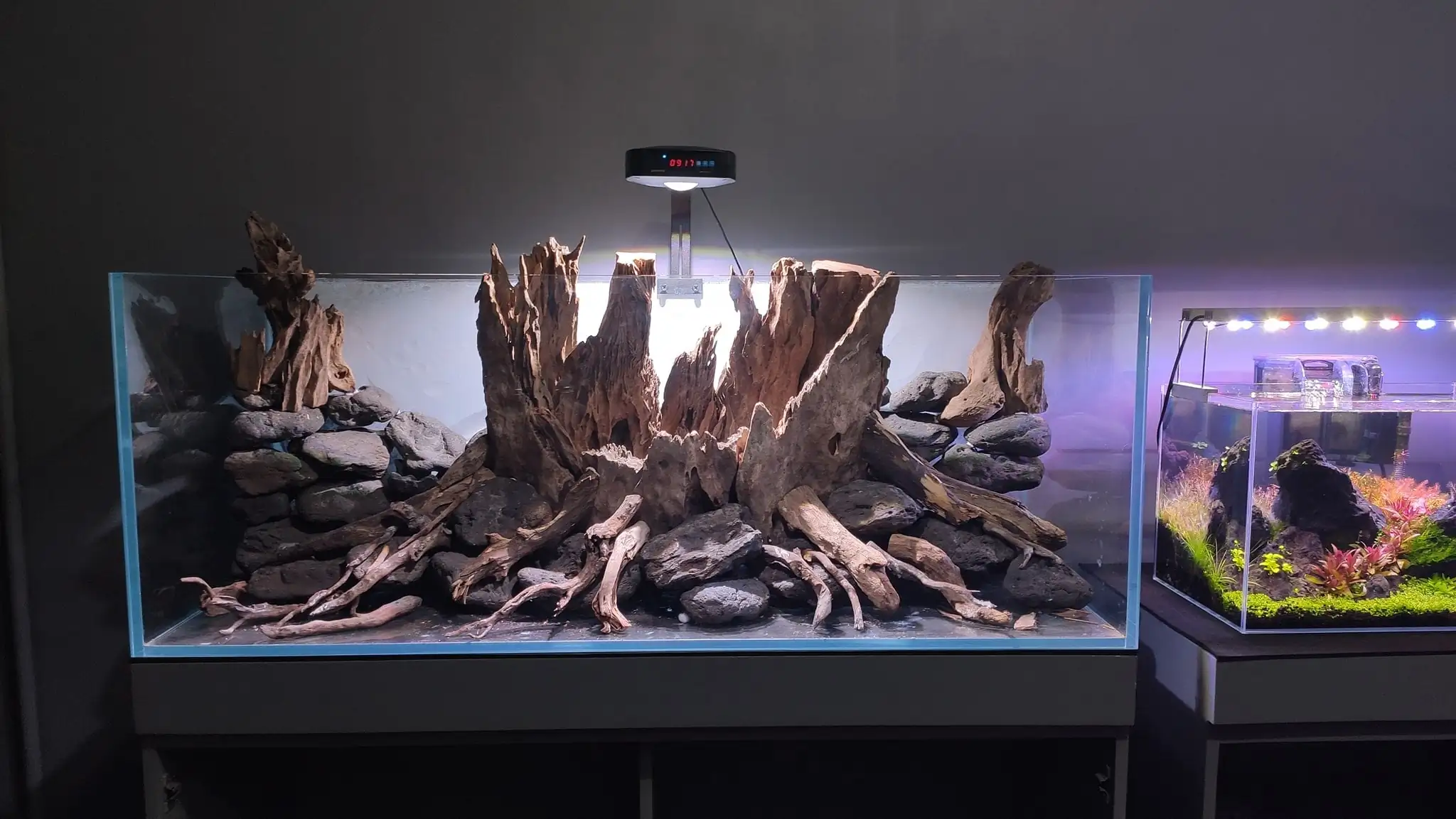 How to make a nature aquarium ranked 161th in the world - IAPLC 2020 - Ancient stump How to make a nature aquarium ranked 161th in the world - IAPLC 2020 - Ancient stump