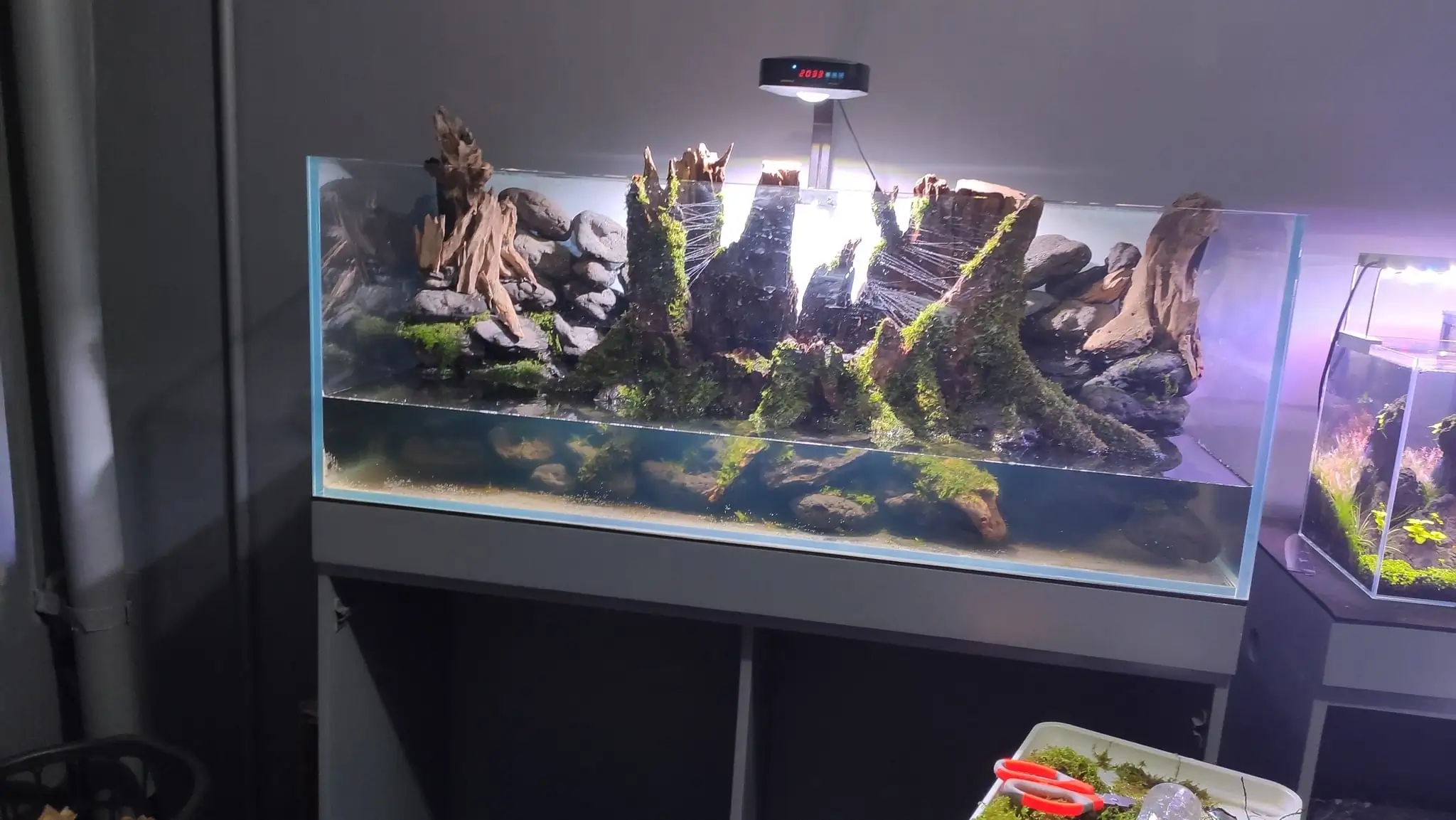 How to make a nature aquarium ranked 161th in the world - IAPLC 2020 - Ancient stump How to make a nature aquarium ranked 161th in the world - IAPLC 2020 - Ancient stump