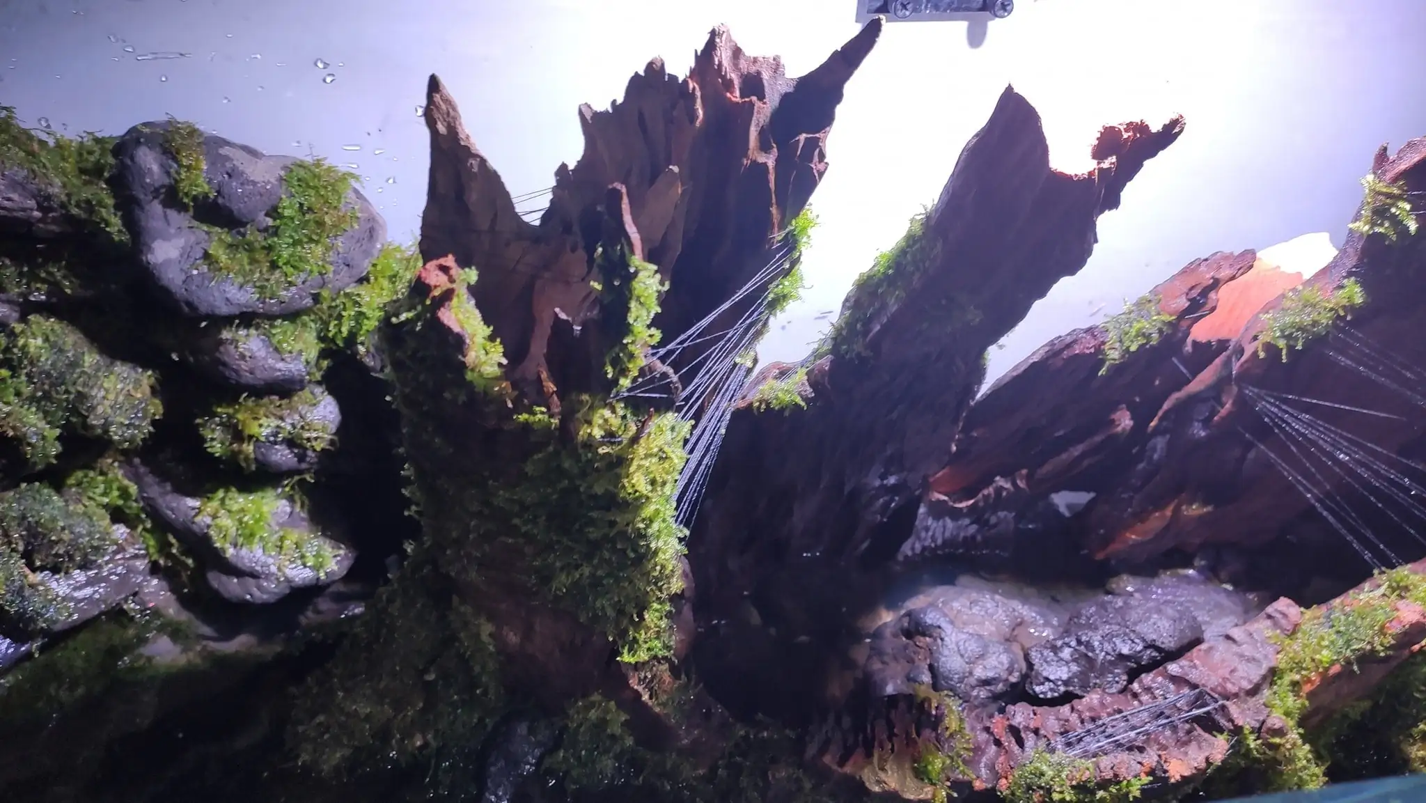How to make a nature aquarium ranked 161th in the world - IAPLC 2020 - Ancient stump How to make a nature aquarium ranked 161th in the world - IAPLC 2020 - Ancient stump