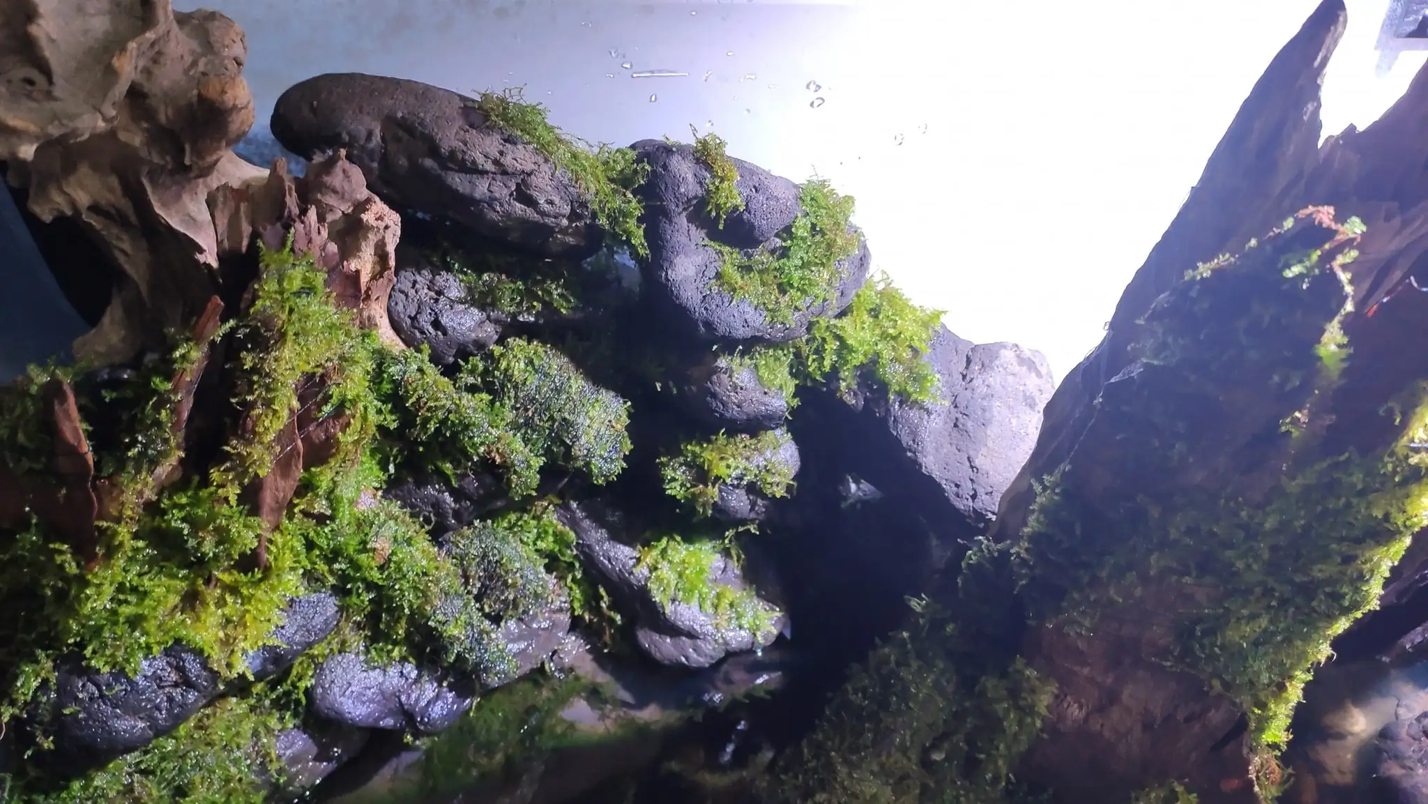 How to make a nature aquarium ranked 161th in the world - IAPLC 2020 - Ancient stump How to make a nature aquarium ranked 161th in the world - IAPLC 2020 - Ancient stump