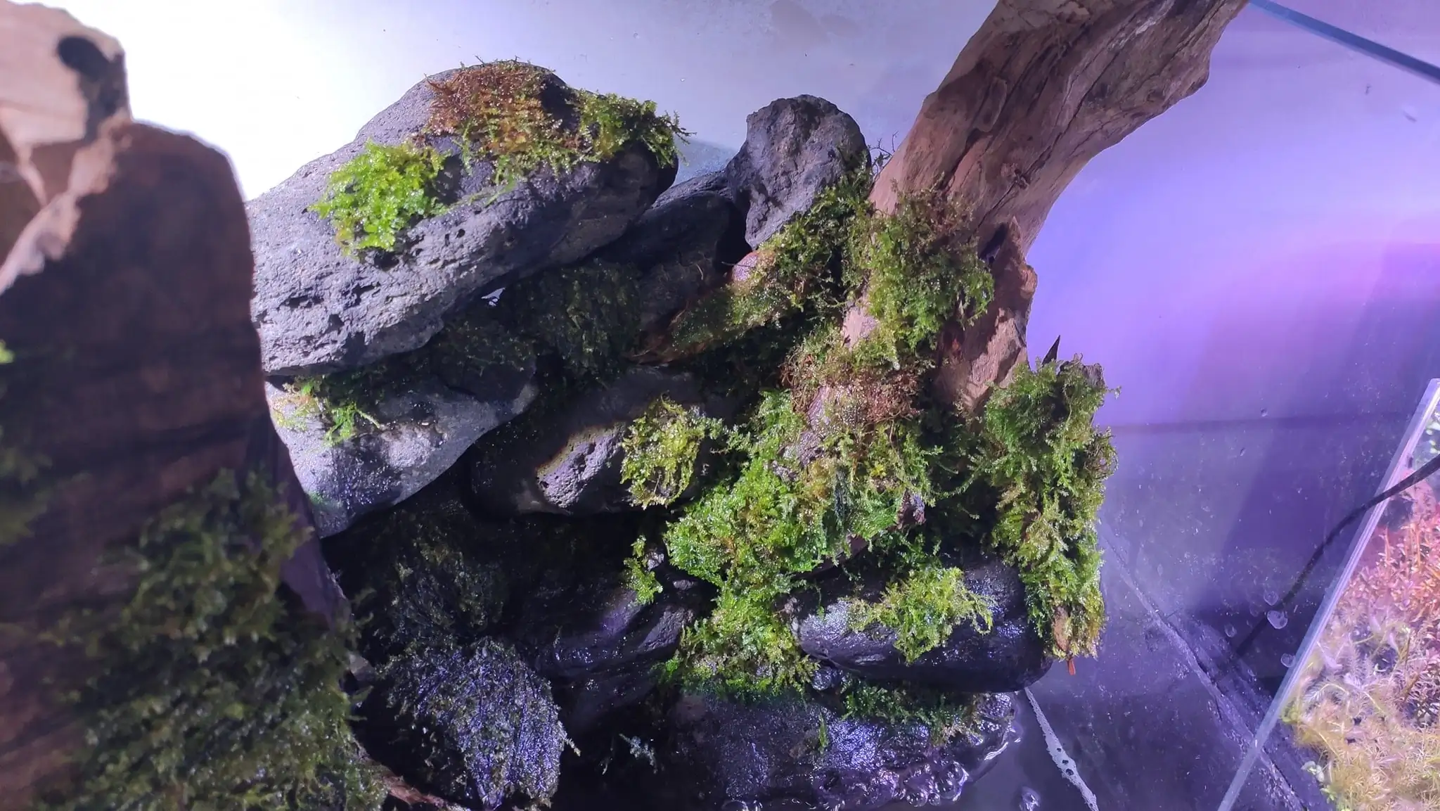 How to make a nature aquarium ranked 161th in the world - IAPLC 2020 - Ancient stump How to make a nature aquarium ranked 161th in the world - IAPLC 2020 - Ancient stump